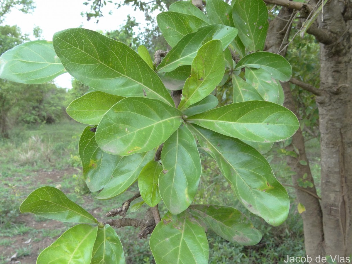 Tamilnadia uliginosa (Retz.) Tirveng. & Sastre